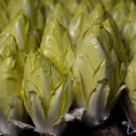Les mardis endives
