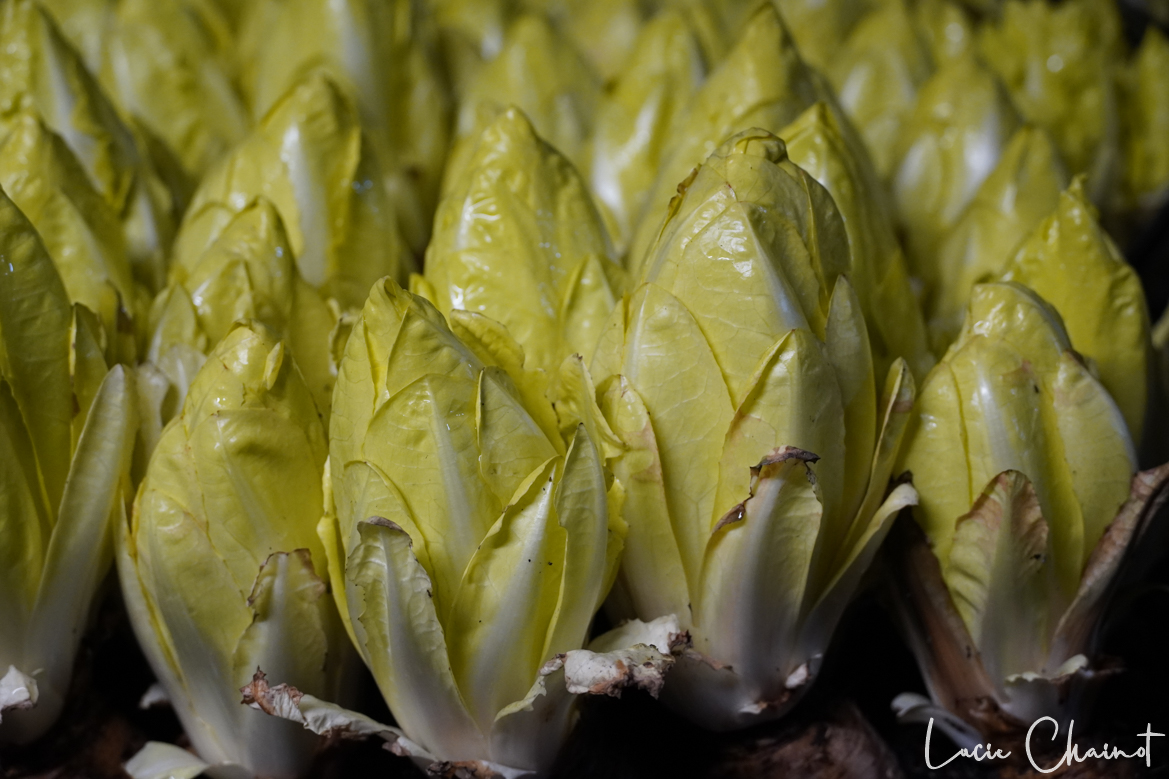 Les mardis endives